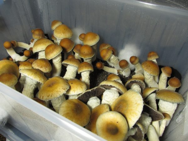Penis Envy mushroom