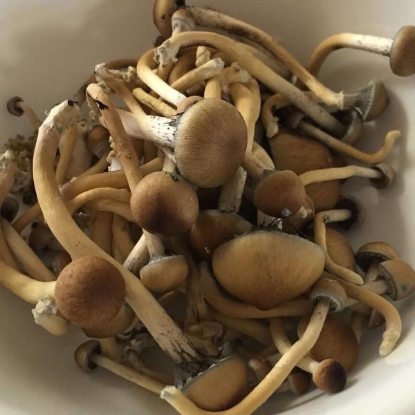 Buy golden teacher mushroom